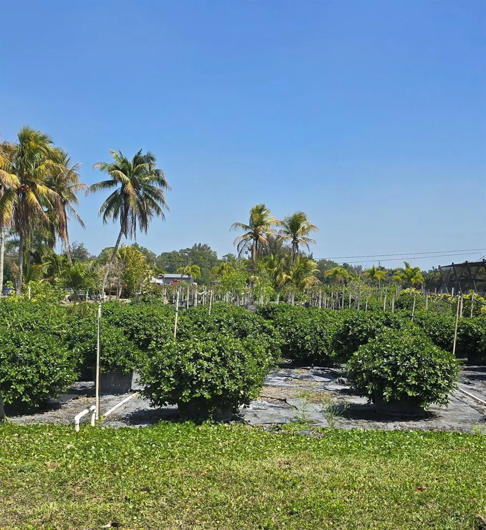 6773 Park Lane W Lake Worth, FL 33449