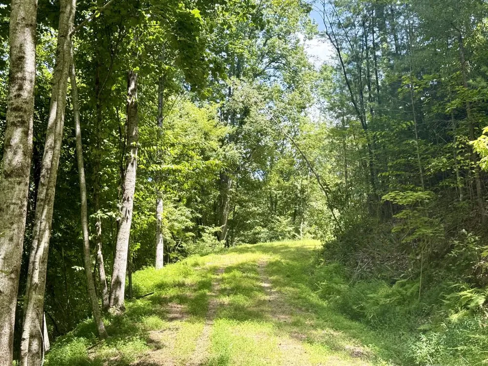 Lot 3 Wild Laurel Brasstown, NC 28902