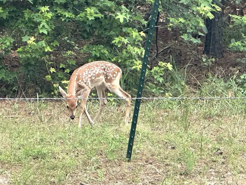 8 Fawns Crossing Dr. Mount Vernon, TX 75457