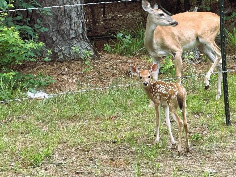 8 Fawns Crossing Dr. Mount Vernon, TX 75457