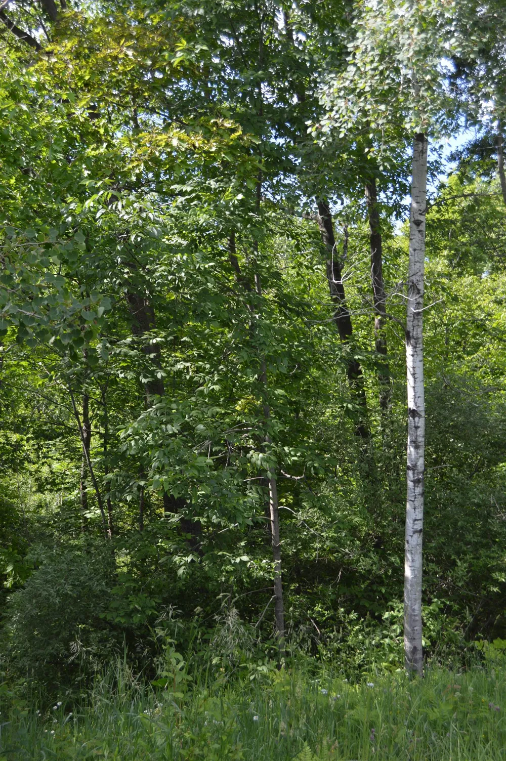 1481 Aspen Alley Road Alcona Township, MI 48728