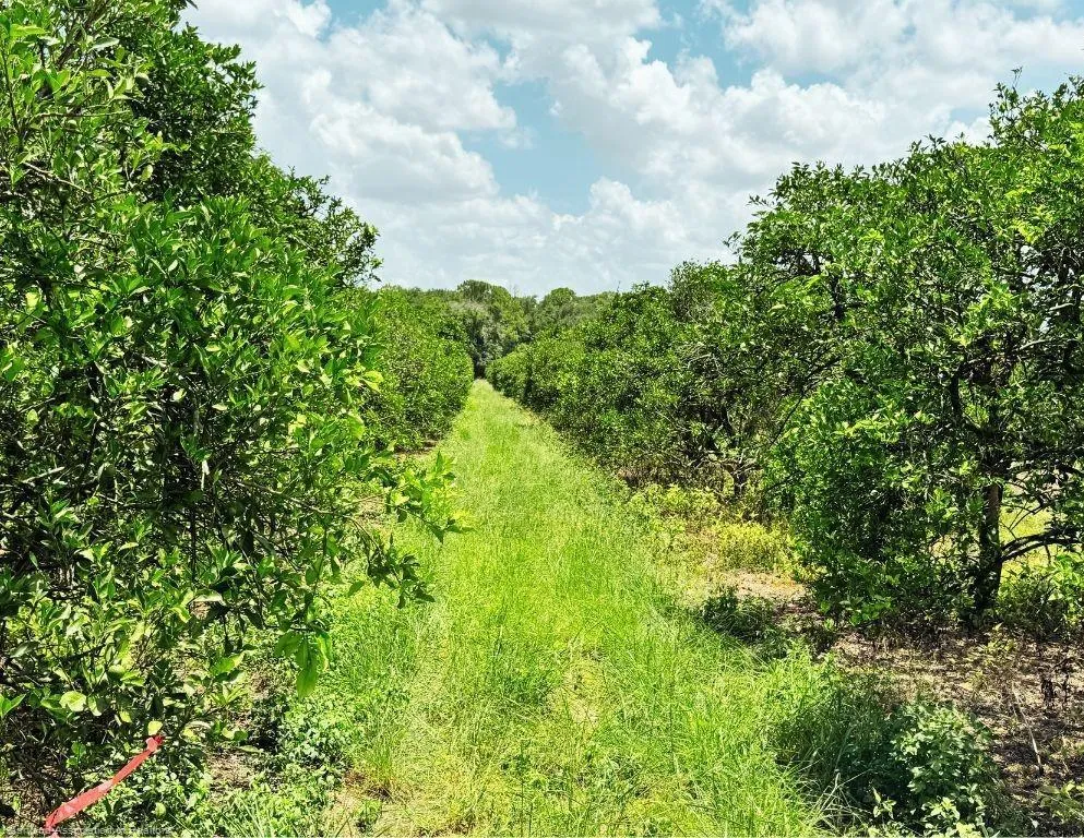 115 Heinley Road Lake Placid, FL 33852