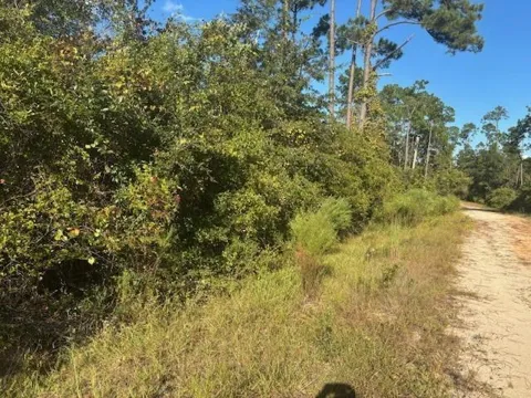 Mulberry Drive