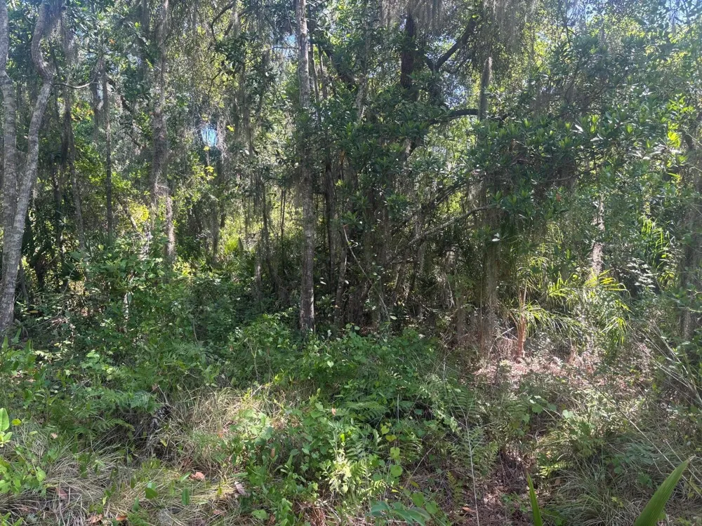 536 Bright Hill Avenue Lake Placid, FL 33852