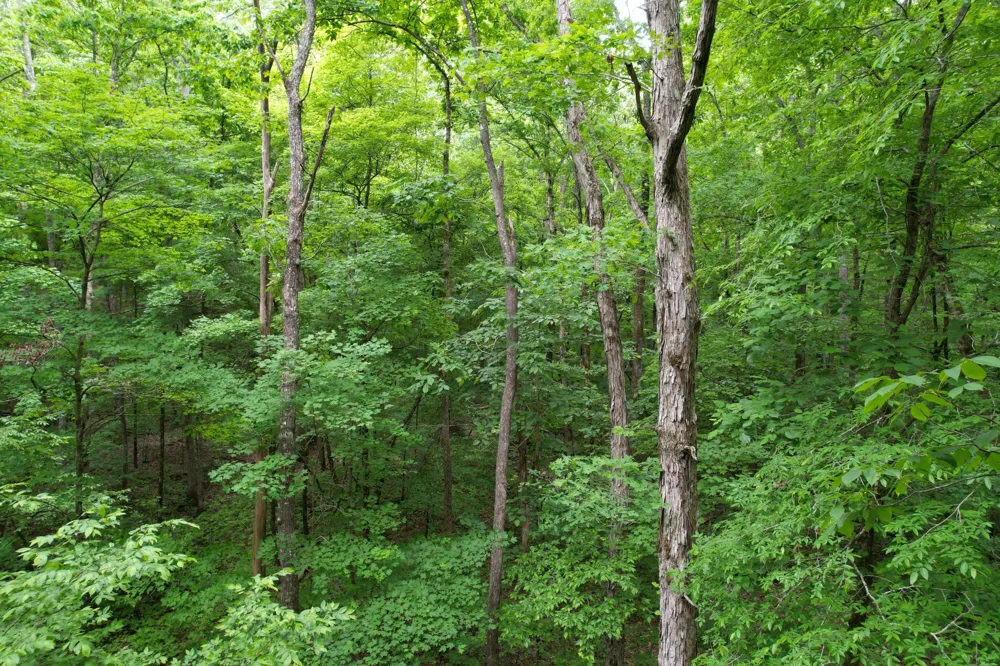 0 Murphy Hollow Trenton, GA 30752