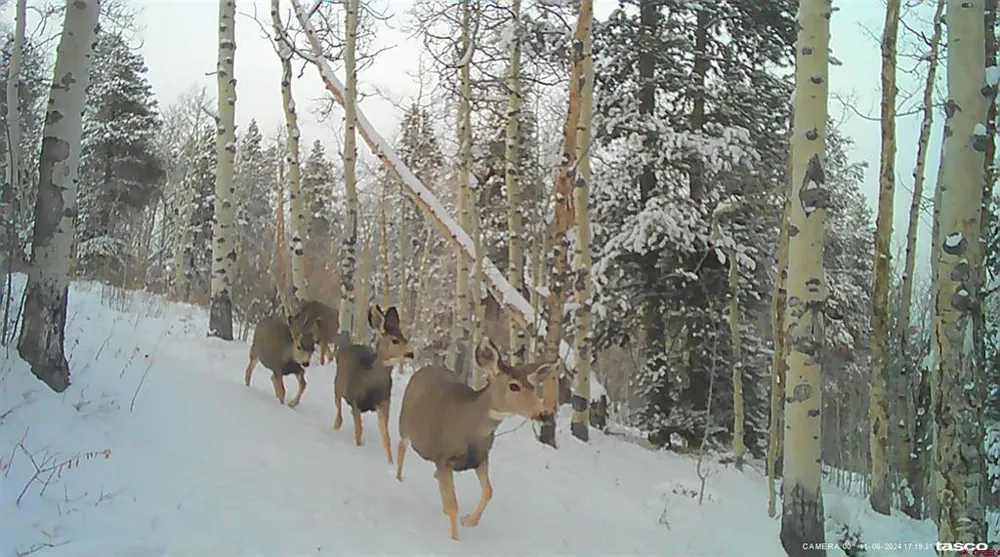County Road 743 Gunnison, CO 81230