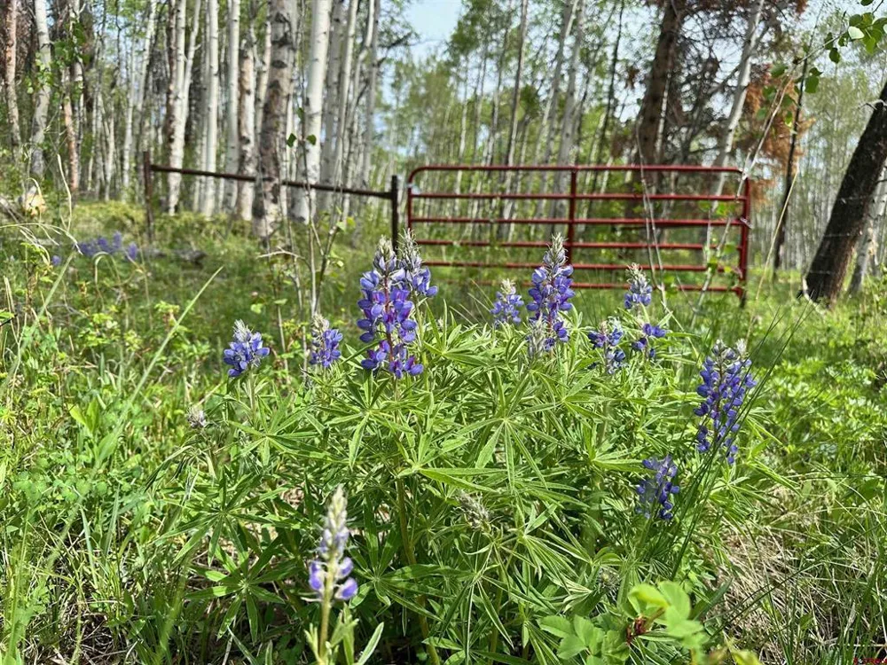County Road 743 Gunnison, CO 81230