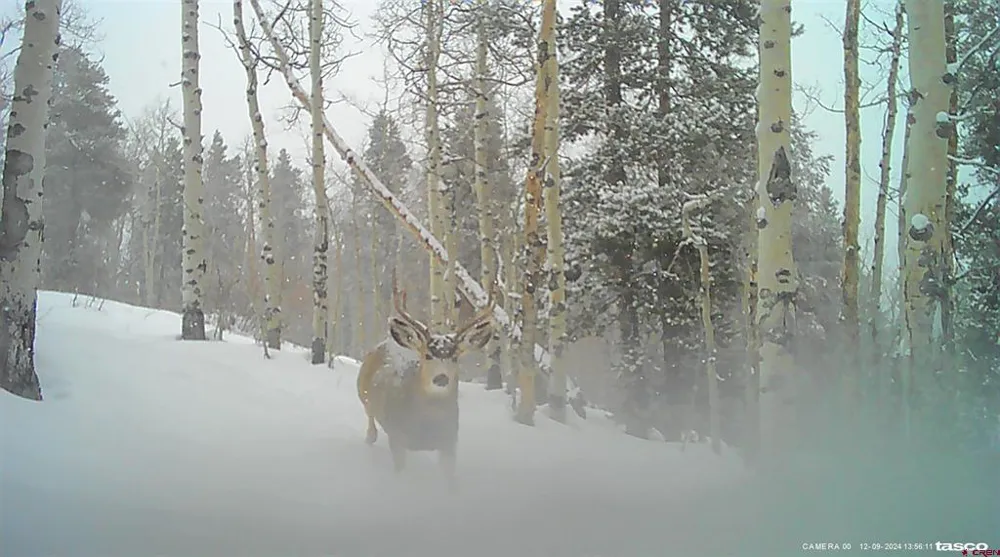 County Road 743 Gunnison, CO 81230