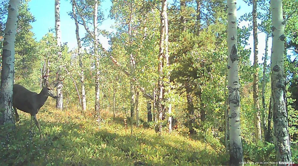 County Road 743 Gunnison, CO 81230