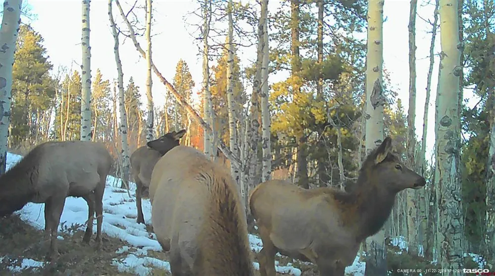 County Road 743 Gunnison, CO 81230