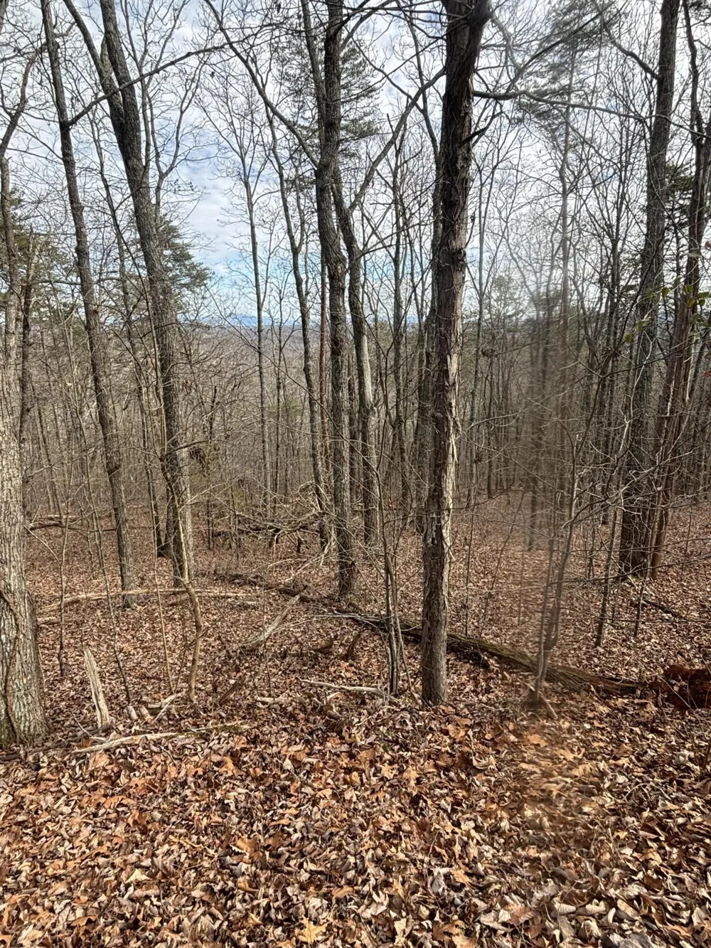 Forest Drive Ringgold, GA 30736
