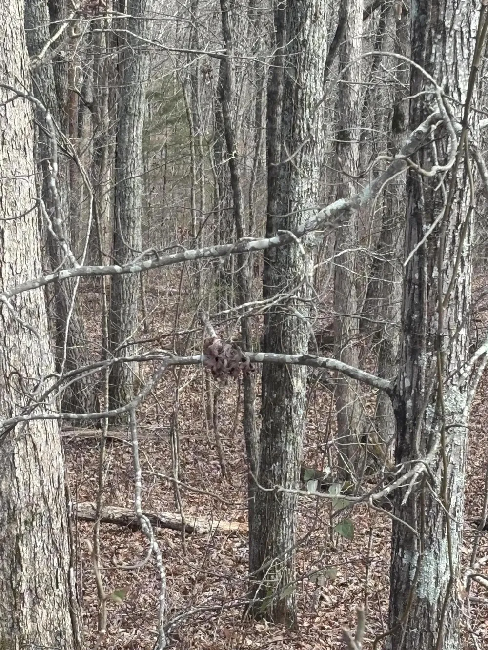 Forest Drive Ringgold, GA 30736
