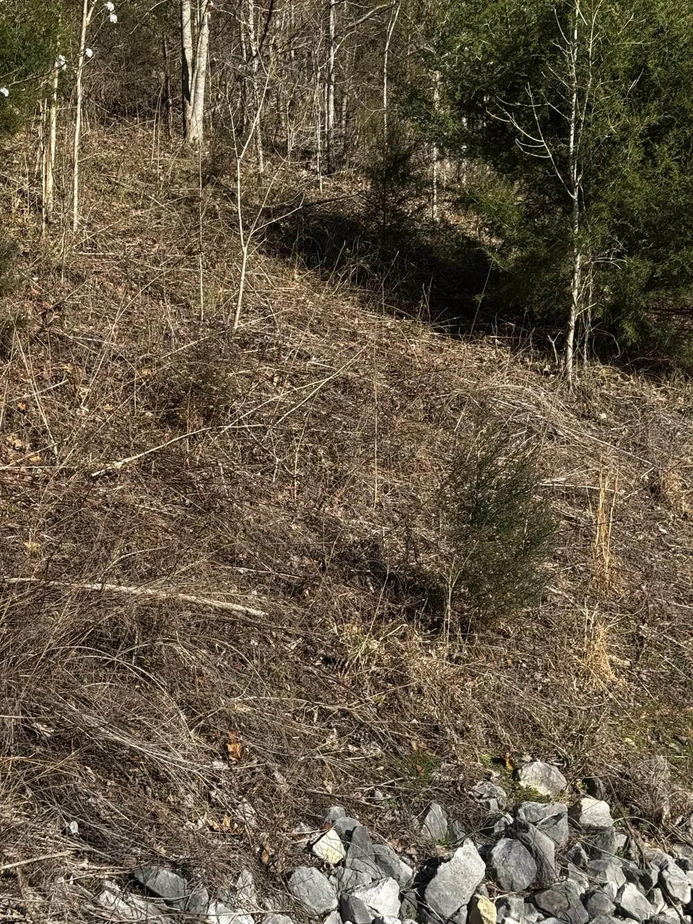 92 Shoreside Dr Smithville, TN 37166