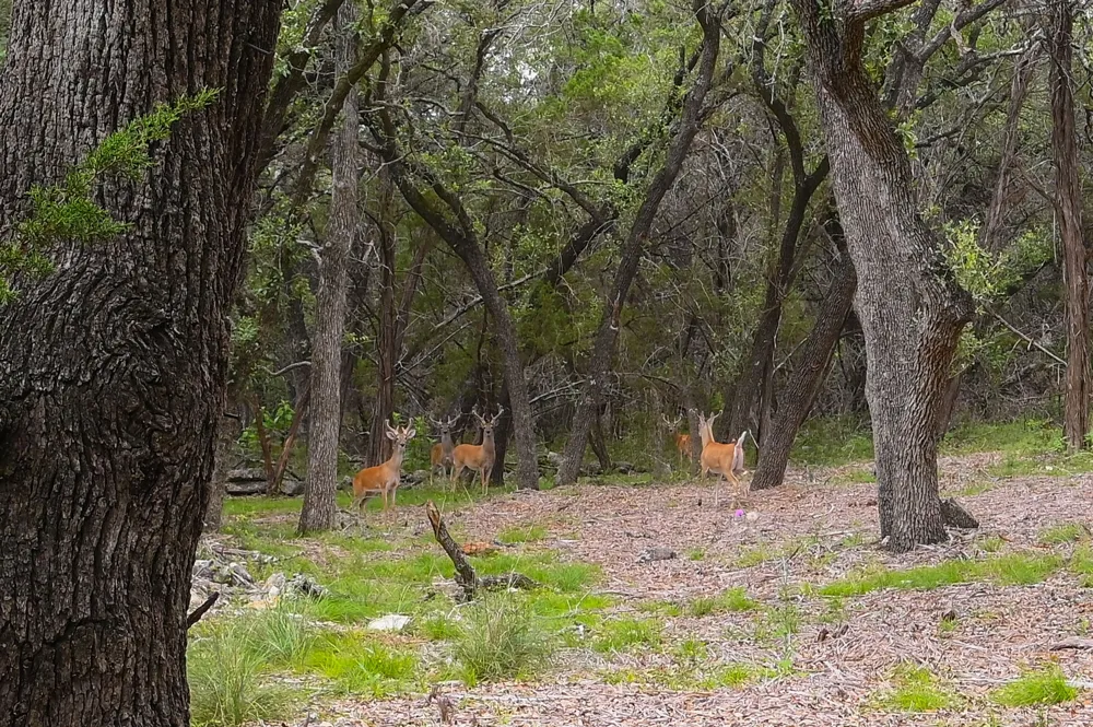 401 Mountain Crest Drive Wimberley, TX 78676