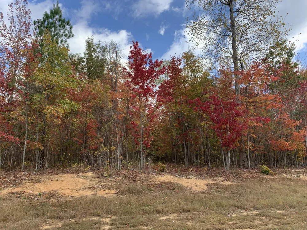 174 Volunteer Street Jasper, TN 37347
