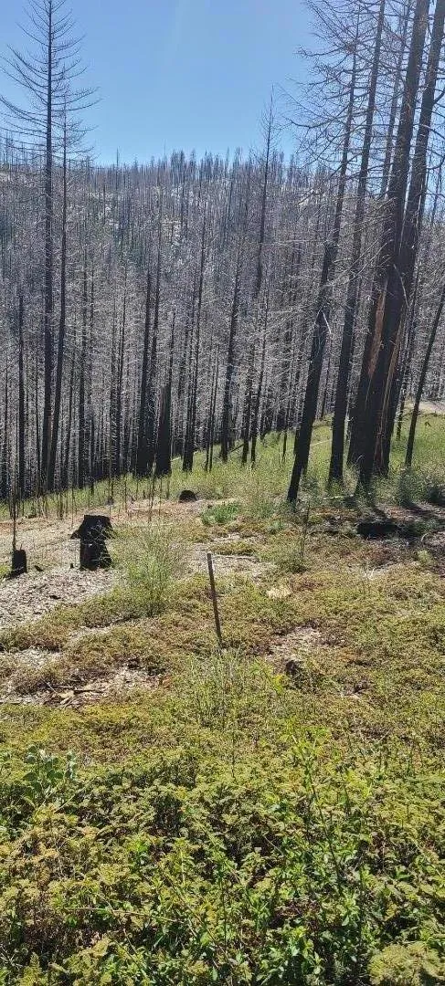 5406 Wooded Glen Drive Grizzly Flats, CA 95636