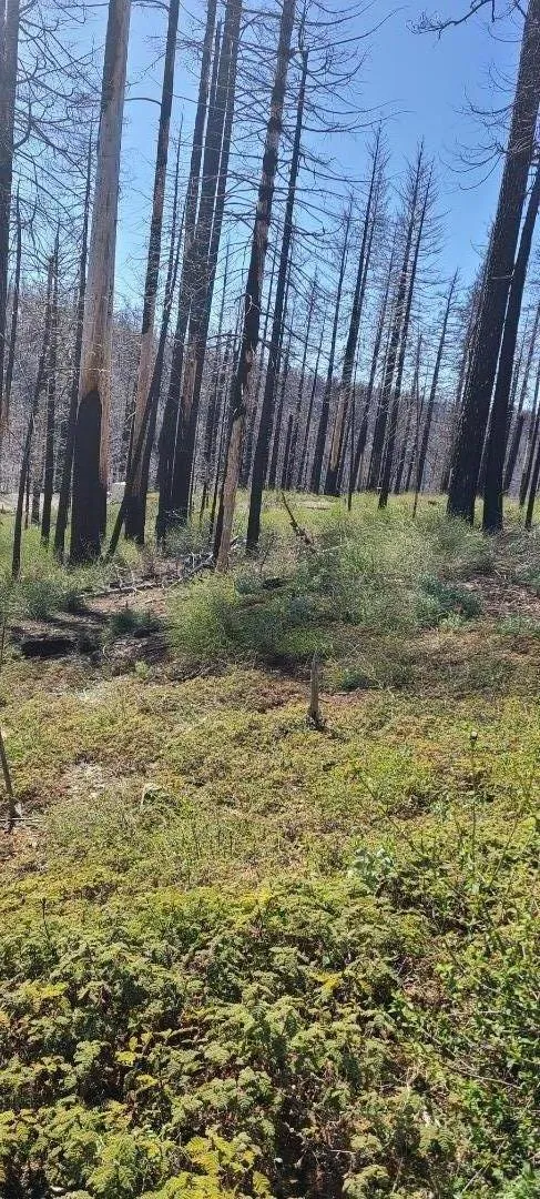 5406 Wooded Glen Drive Grizzly Flats, CA 95636