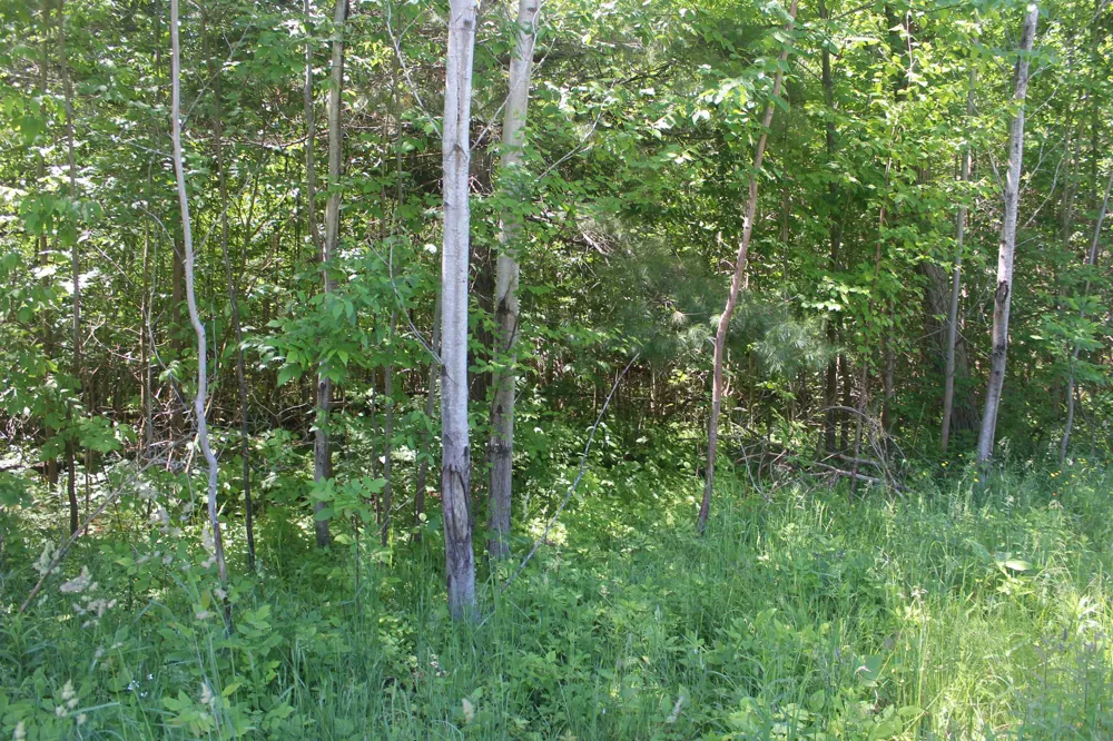 Stone Circle Drive Torch Lake Township, MI 49648