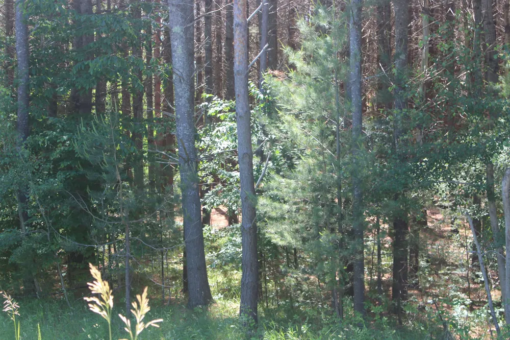 Stone Circle Drive Torch Lake Township, MI 49648