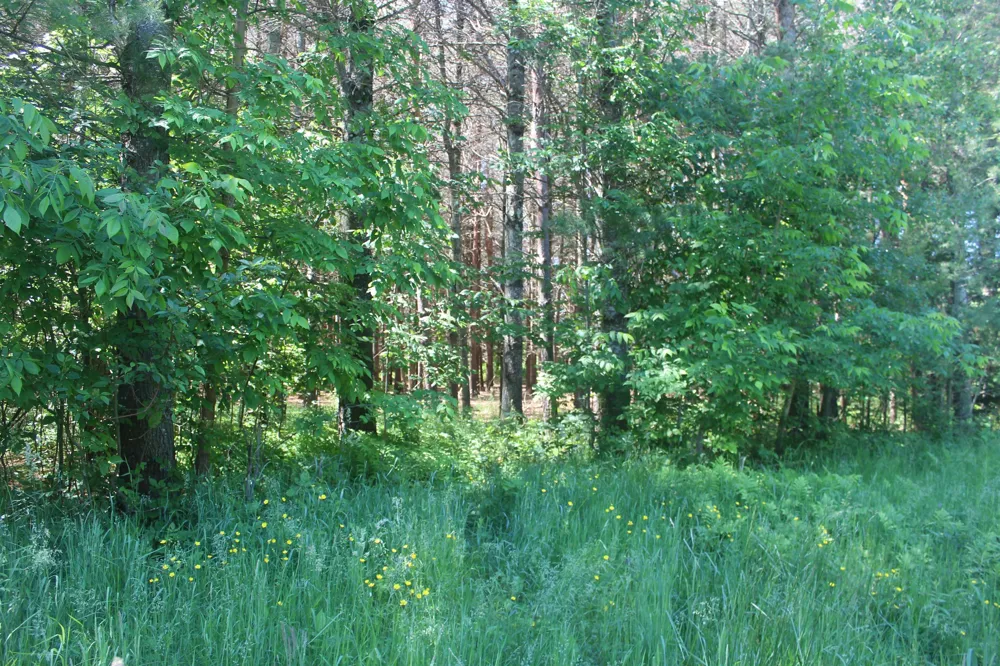 Stone Circle Drive Torch Lake Township, MI 49648