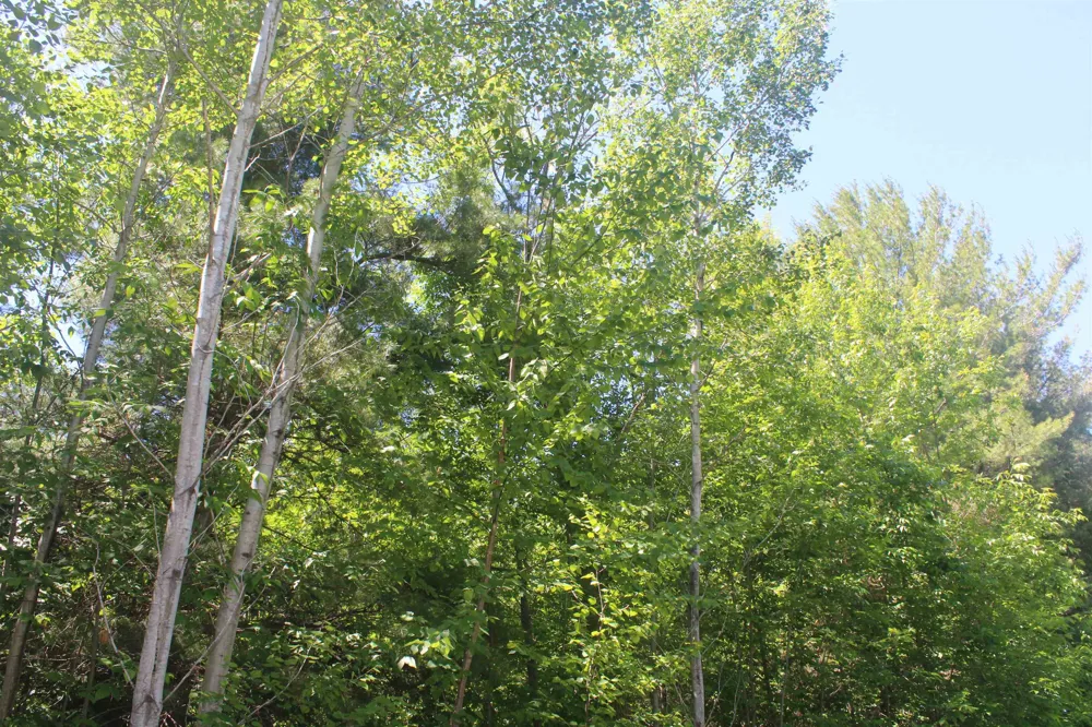 Stone Circle Drive Torch Lake Township, MI 49648