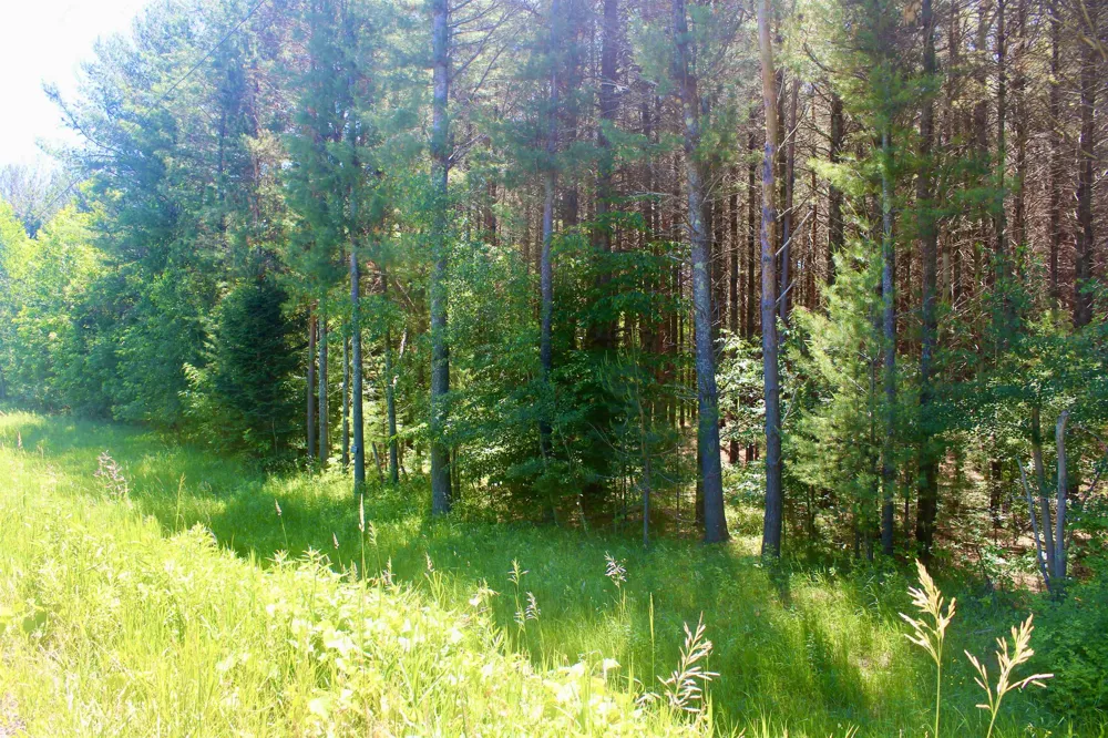 Stone Circle Drive Torch Lake Township, MI 49648