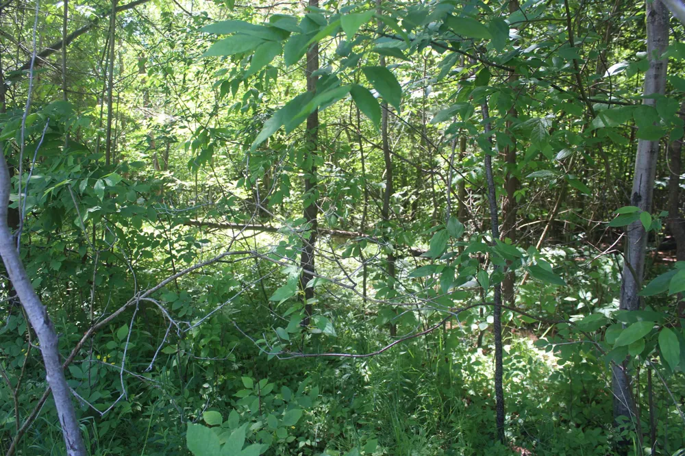 Stone Circle Drive Torch Lake Township, MI 49648