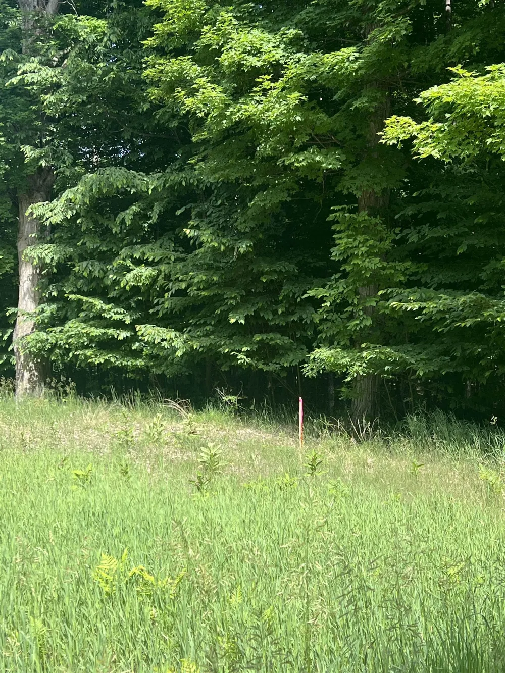 O'Dell Road Whitewater Township, MI 49690