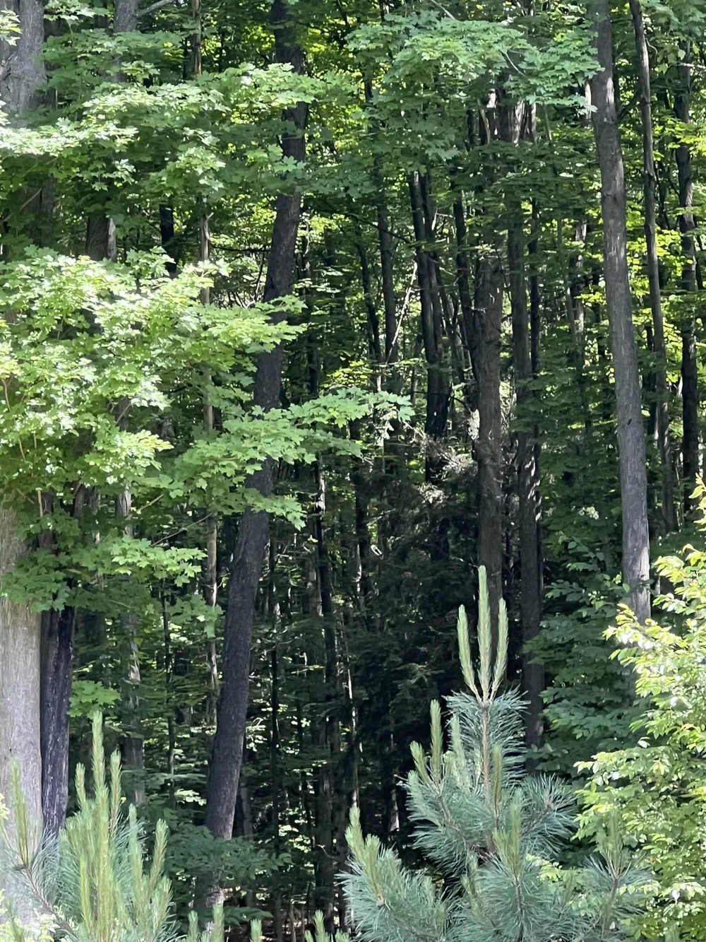 O'Dell Road Whitewater Township, MI 49690