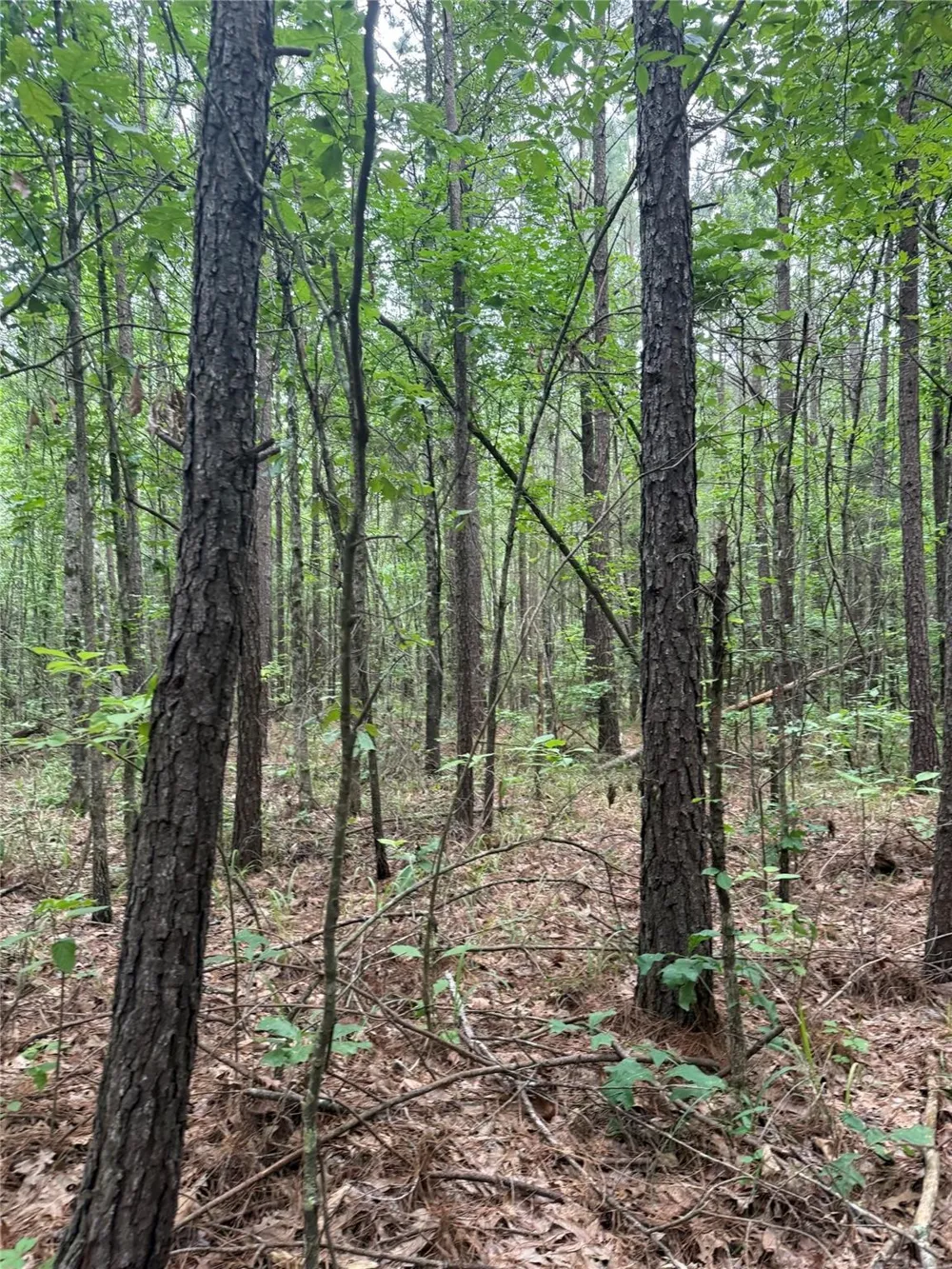 Crouch Road #4 Benton, LA 71006