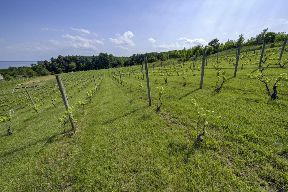 10702 E Hilltop Road Bingham Township, MI 49682