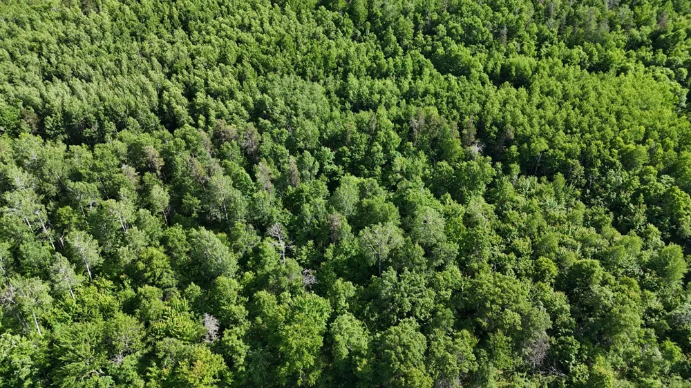 12997 E Mail Road Gordon, WI 54838