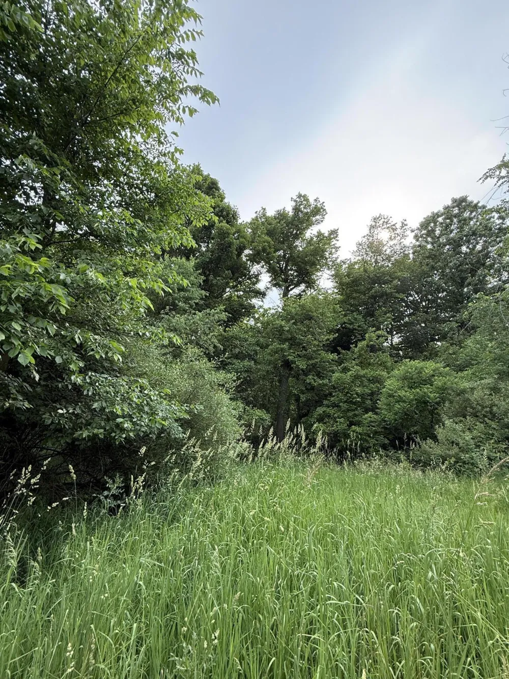 Arthur Drive Grass Lake, MI 49240