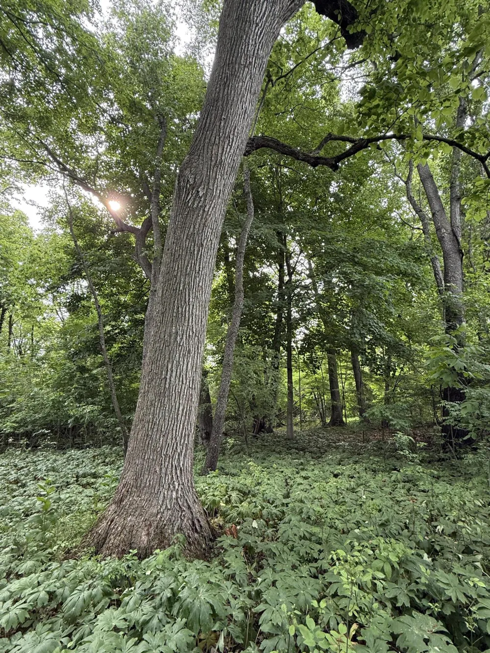 Arthur Drive Grass Lake, MI 49240