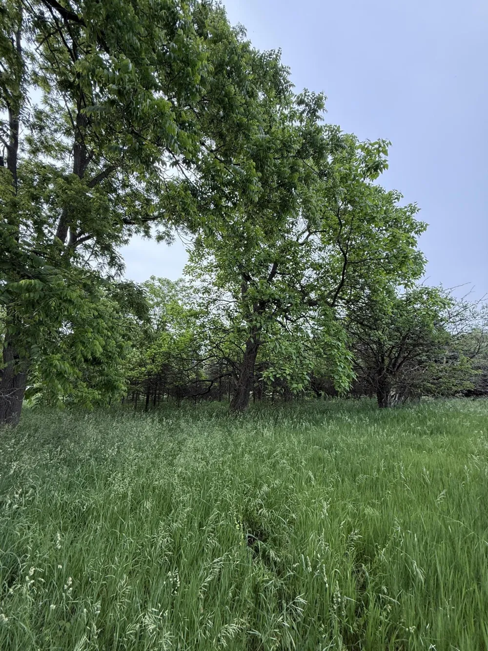 Arthur Drive Grass Lake, MI 49240