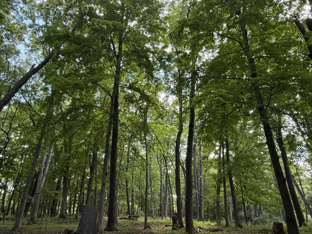 Cherrywood Lane Ann Arbor, MI 48103
