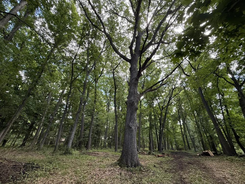 Cherrywood Lane Ann Arbor, MI 48103