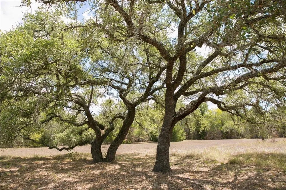 3685 Nixon Lake Road Carmine, TX 78932