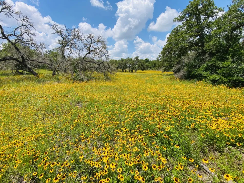3685 Nixon Lake Road Carmine, TX 78932