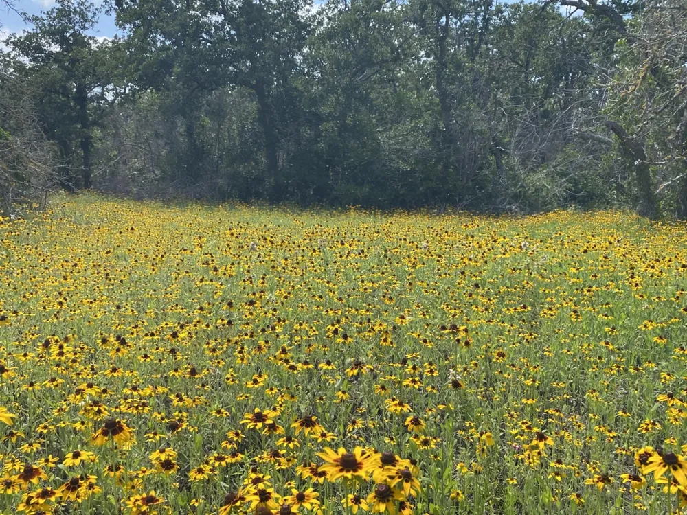 3685 Nixon Lake Road Carmine, TX 78932