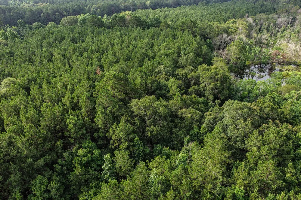 1782 County Line Road Shepherd, TX 77371
