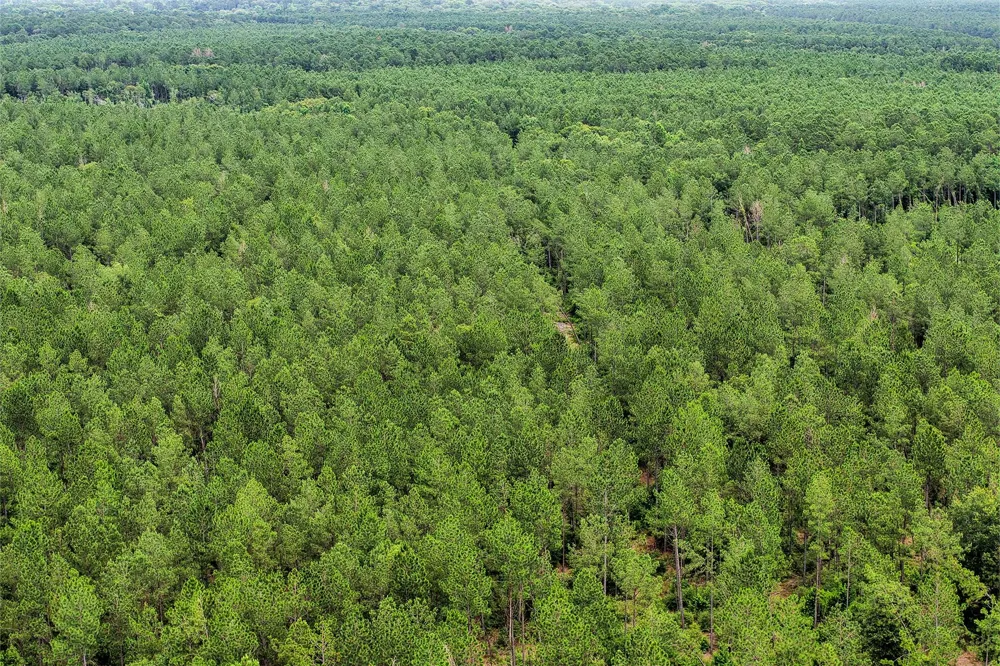 1782 County Line Road Shepherd, TX 77371