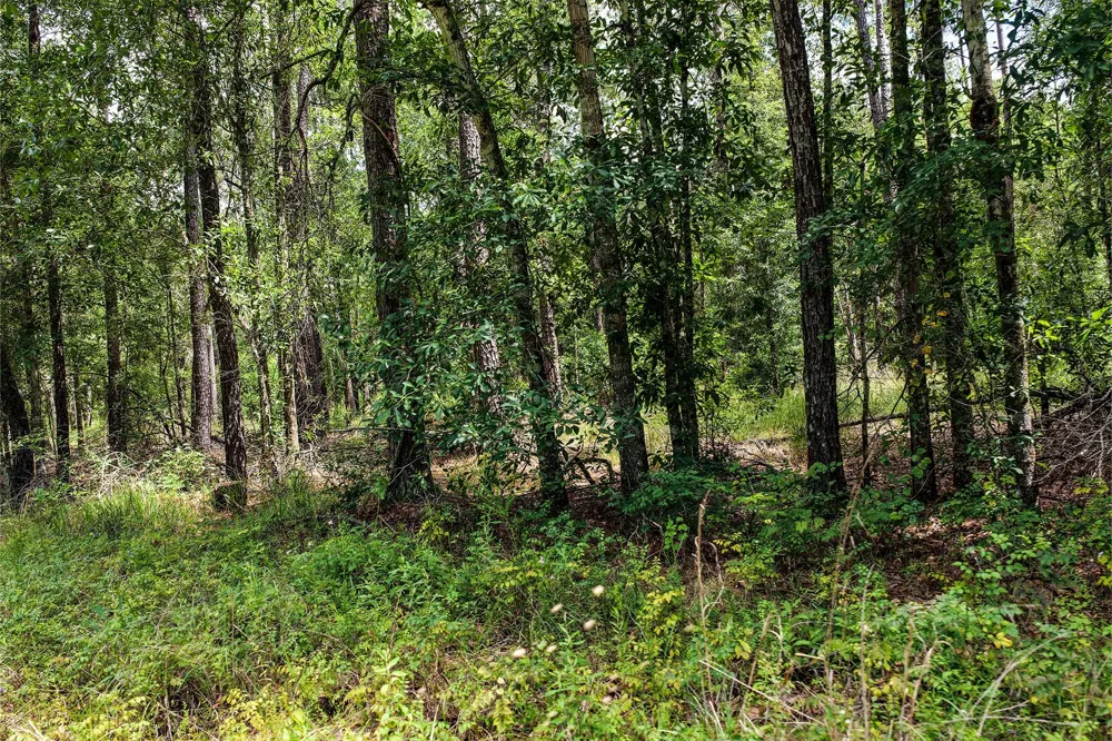 1782 County Line Road Shepherd, TX 77371
