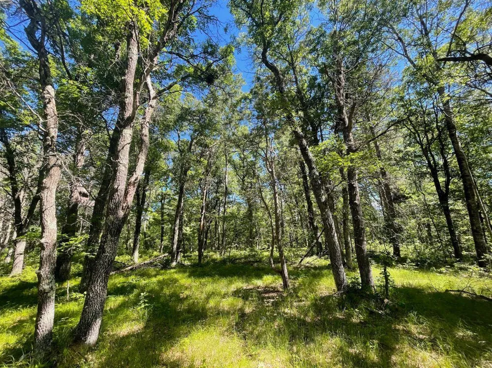 TBD E Mail Road Gordon, WI 54838