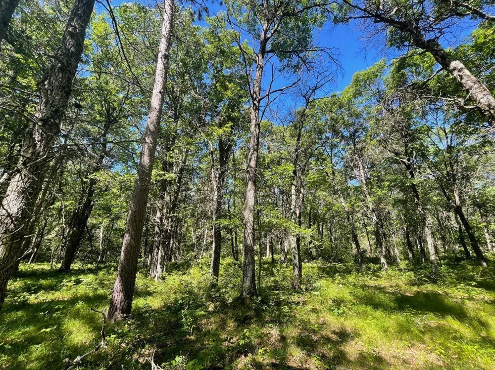 TBD E Mail Road Gordon, WI 54838