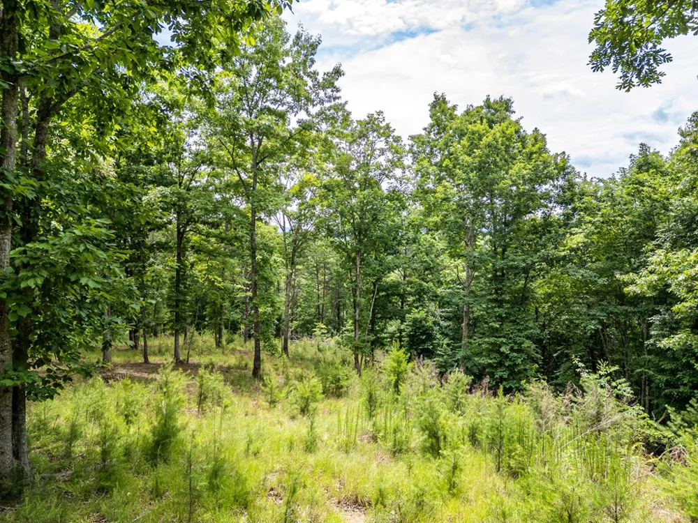 Lt 1 Stormy Ridge Brasstown, NC 28902