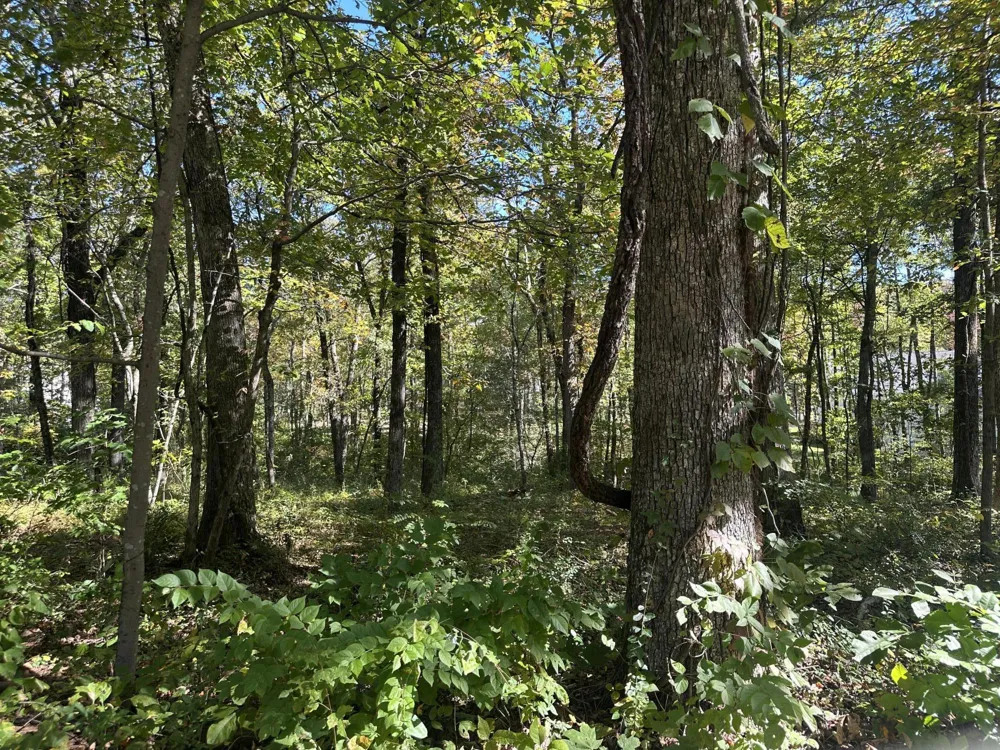 4276 Taft Highway Signal Mountain, TN 37377