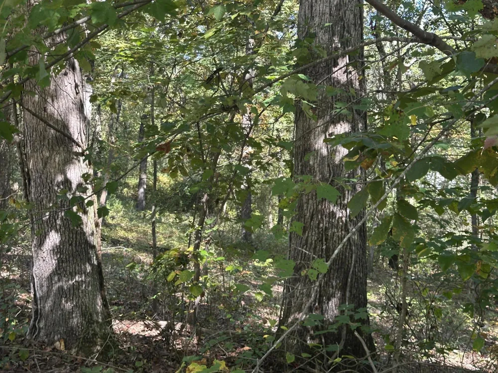 4276 Taft Highway Signal Mountain, TN 37377