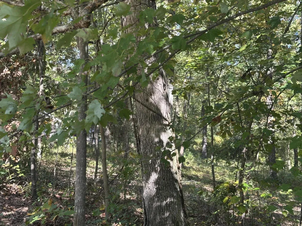 4276 Taft Highway Signal Mountain, TN 37377