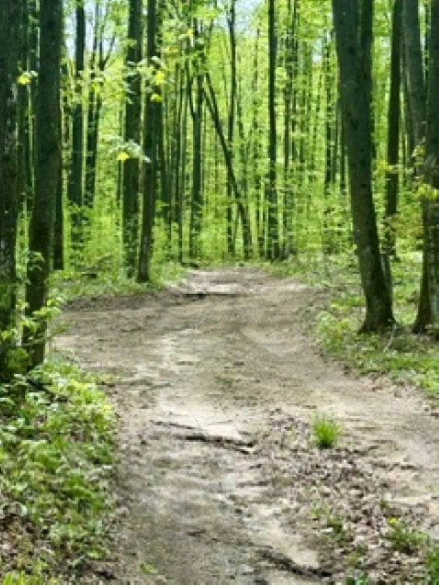 NW Morrison Road Clearwater Township, MI 49676